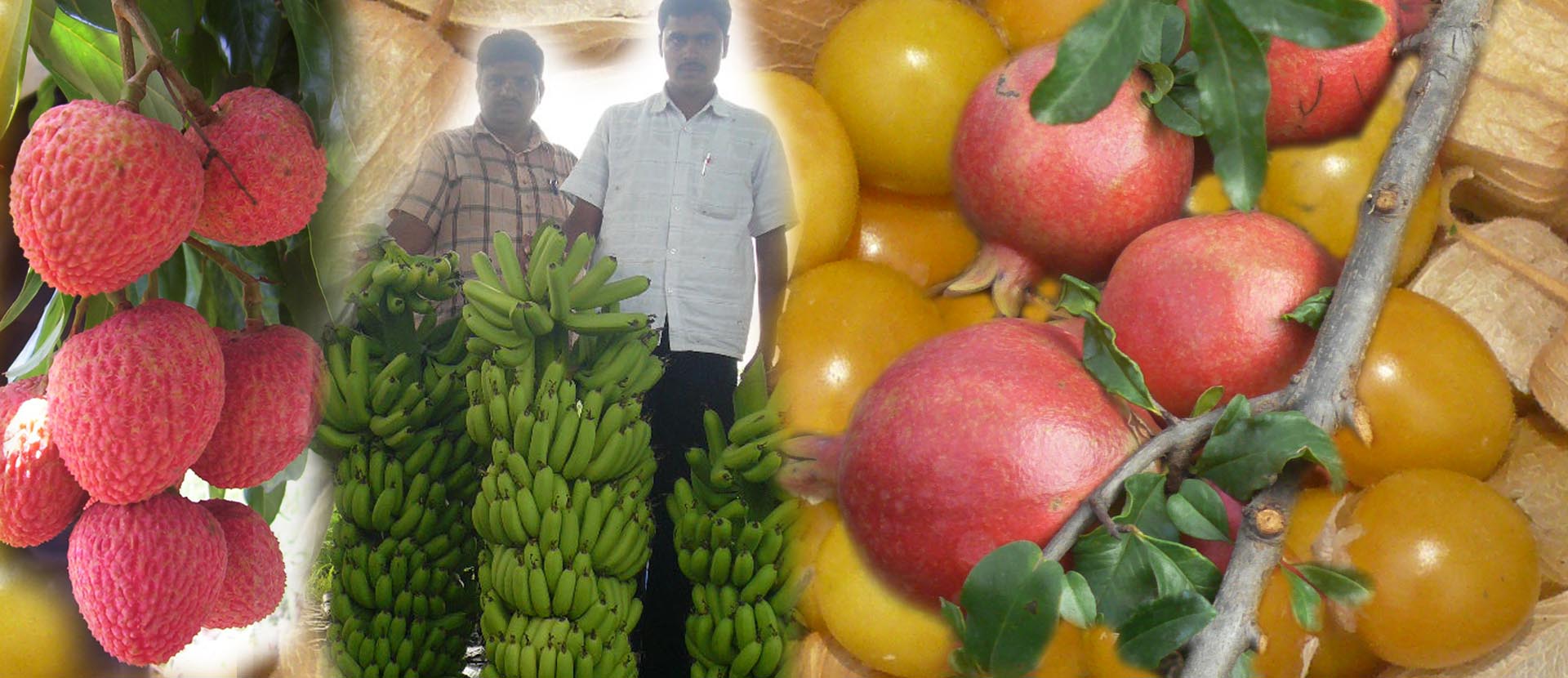 Commercial Fruit Cultivation