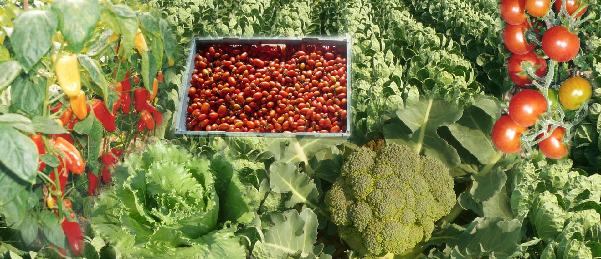 Cultivation of Vegetables Commercially